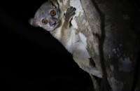 Madagaskar-Macenauerova11.jpg