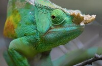 Madagaskar-Macenauerova1.jpg