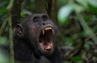 macenauer-uganda-chimp2-3.jpeg