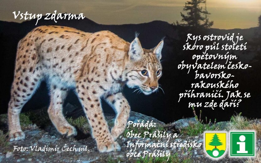 Ze života šumavských rysů