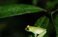 Madagaskar-Macenauerova3.jpg