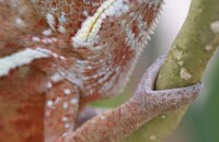 Madagaskar-Macenauerova4.jpg
